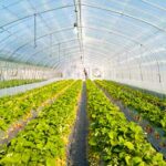 Use of carbon dioxide in greenhouses